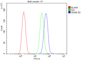 SDHB Antibody (monoclonal, 2I3)