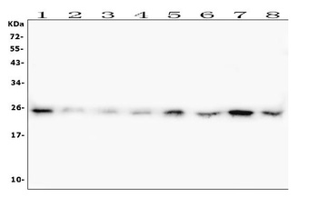HMGB1 Antibody (monoclonal, 5H3)