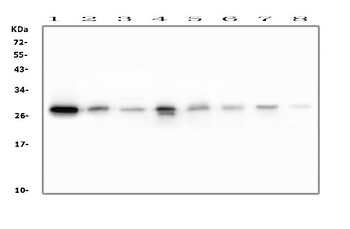 RAB27A Antibody (monoclonal, 2F5)