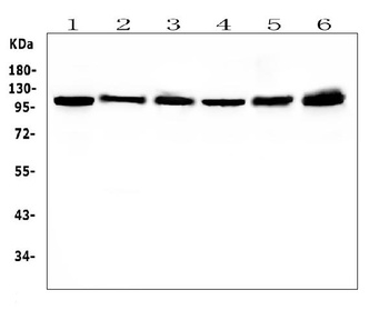 Hsp105/HSPH1 Antibody (monoclonal, 3D10)