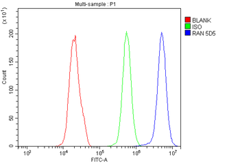 Anti-Ran Antibody (monoclonal, 5D5)