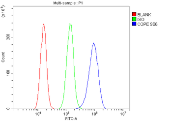 Anti-COPE Antibody (monoclonal, 9B6)