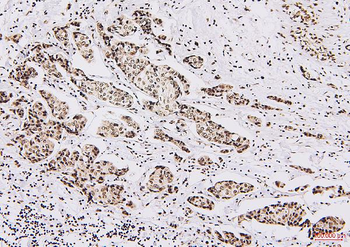 Anti-NRF1 Antibody (monoclonal, 2G4)