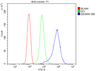 Anti-Desmin Antibody (monoclonal, 2B5)
