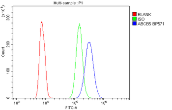 Anti-ABCB5 Antibody