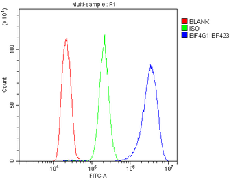 Anti-EIF4G1 Antibody
