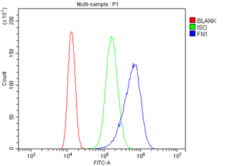 Anti-Fibronectin/FN1 Antibody