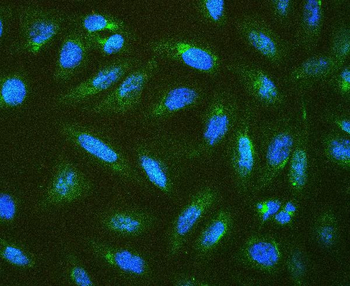 Anti-Connexin 43/GJA1 Antibody