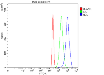 Nucleolin/NCL Antibody