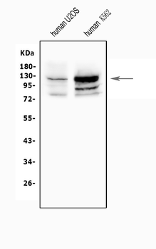 Anti-NFAT2/NFATC1 Antibody