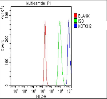 Anti-NOTCH2 Antibody
