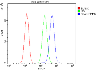 Anti-Orai1 Antibody