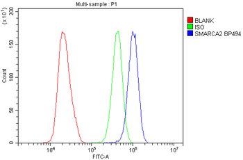 Anti-SMARCA2/BRM Antibody