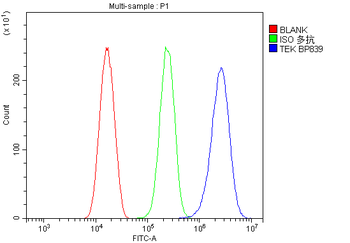 Anti-TIE2/TEK Antibody