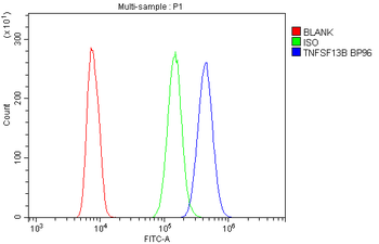 Anti-BAFF/TNFSF13B Antibody