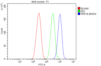 Anti-TRPV5 Antibody