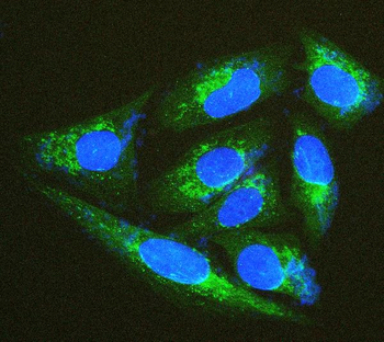 Anti-Thioredoxin 2/TXN2 Antibody