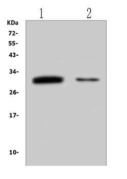 B7H4/VTCN1 Antibody