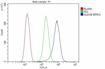 Anti-Aldolase/ALDOB Antibody