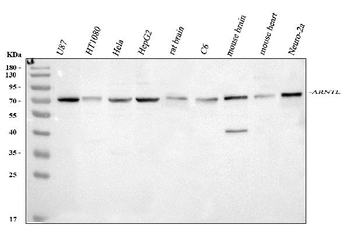Anti-BMAL1/ARNTL Antibody