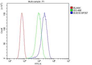 Anti-BubR1/BUB1B Antibody