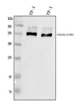 CD35/CR1 Antibody