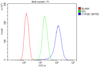 Anti-Cytochrome P450 2E1/CYP2E1 Antibody