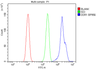 Anti-MCK10/NEP/DDR1 Antibody