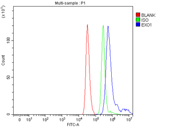 Anti-Exonuclease 1/EXO1 Antibody