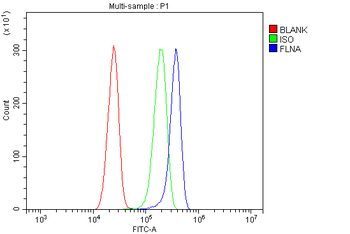 Anti-Filamin A/FLNA Antibody