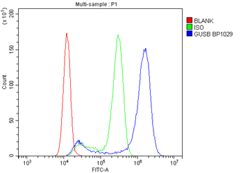 Anti-beta glucuronidase/GUSB Antibody