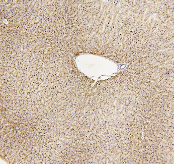 Anti-beta glucuronidase/Gusb Antibody