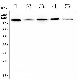 Anti-HIF-1 alpha/HIF1A Antibody