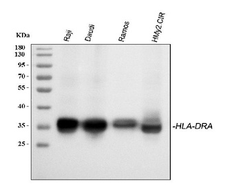 HLA-DR/HLA-DRA Antibody