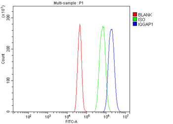 Anti-IQGAP1 Antibody
