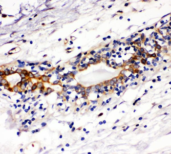 Anti-c-Kit/Kit Antibody