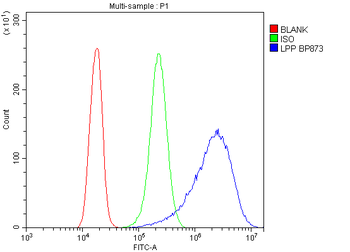 Anti-Lipoma-preferred partner LPP Antibody