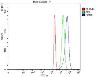 Anti-PCNA Antibody