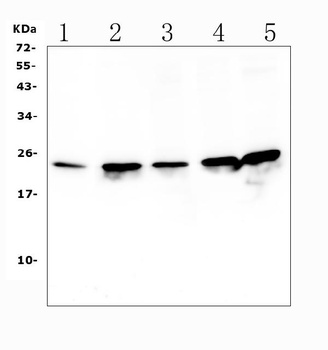 RPL13A Antibody