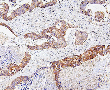 Anti-SKP1 Antibody