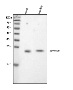 Anti-CD90/Thy1 Antibody