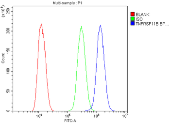Anti-Osteoprotegerin/TNFRSF11B Antibody