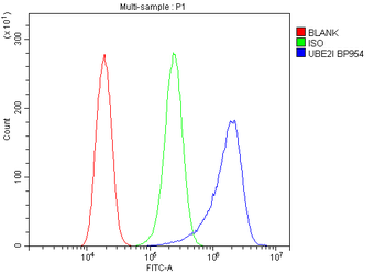 Anti-UBE2I/UBC9 Antibody