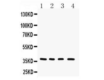 MTCO1/MT-CO1 Antibody