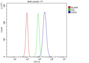 Desmoglein 2/DSG2 Antibody