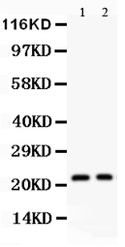 Interleukin-18 IL18 Antibody