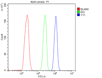 Anti-YY1 Antibody
