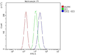 Anti-Tuberin TSC2 Antibody (monoclonal, 6I3)