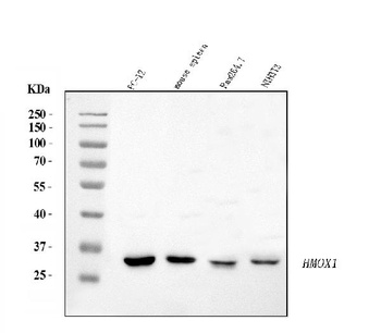 Anti-Heme Oxygenase 1/HMOX1 Antibody