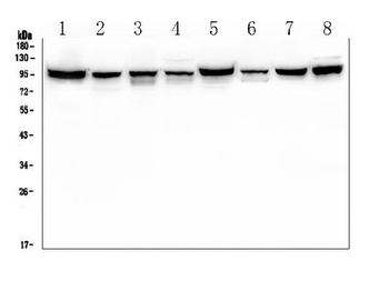 ALIX/PDCD6IP Antibody(monoclonal, 14D10)